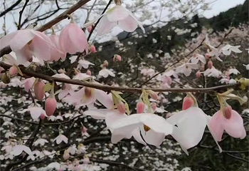 天井山国家森林公园第 8 张图片