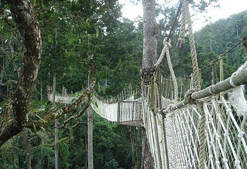 西双版纳热带雨林国家公园望天树景区第 27 张图片