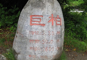 巨柏第 1 张图片