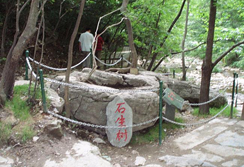 石生树第 1 张图片