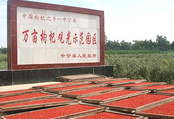 万亩枸杞观光园第 1 张图片