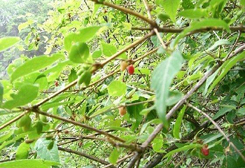 商洛老君山第 8 张图片