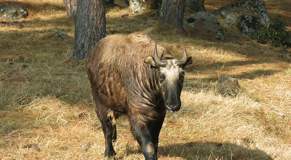 塔金动物园门票-去哪儿网门票预订