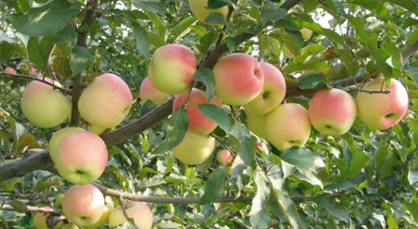 农科院林果研究所