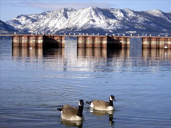旧金山太浩湖蛇河峡谷黄石国家公园大提顿国家公园下羚