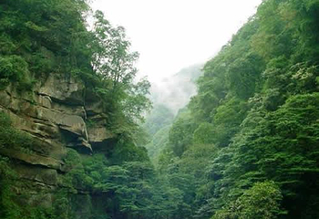 黄荆第 1 张图片