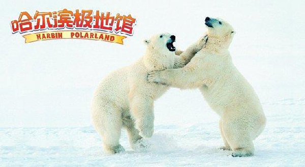 北极动物家园