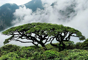 金秀圣堂山景区第 3 张图片