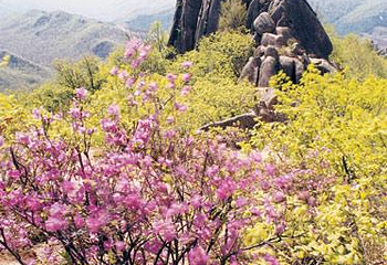 火山口国家森林公园第 32 张图片