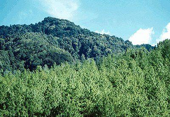 小黑山第 1 张图片