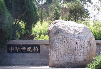 中华世纪柏第 1 张图片