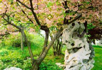 桃花园林第 1 张图片