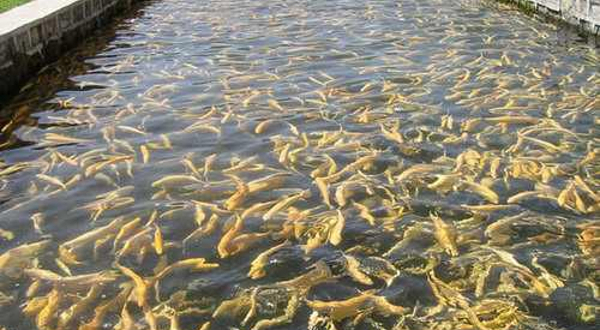 虹鳟鱼良种场