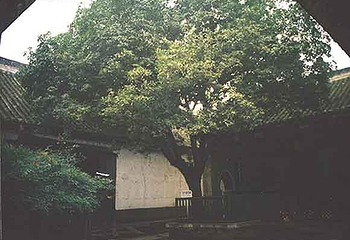 元代桂花树第 1 张图片