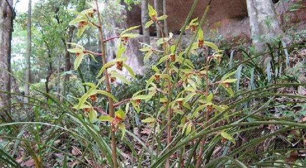 野生兰花观光游道