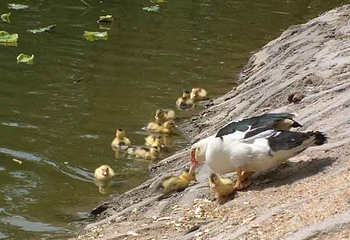 锦阳湖生态园第 2 张图片