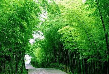 翡翠长廊第 1 张图片