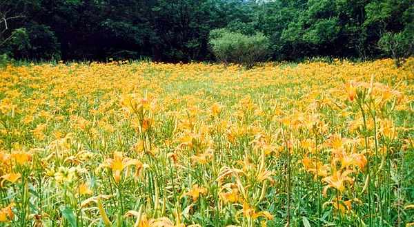 千亩野生黄花菜