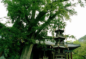 青檀寺第 12 张图片