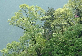 明堂山风景区第 35 张图片
