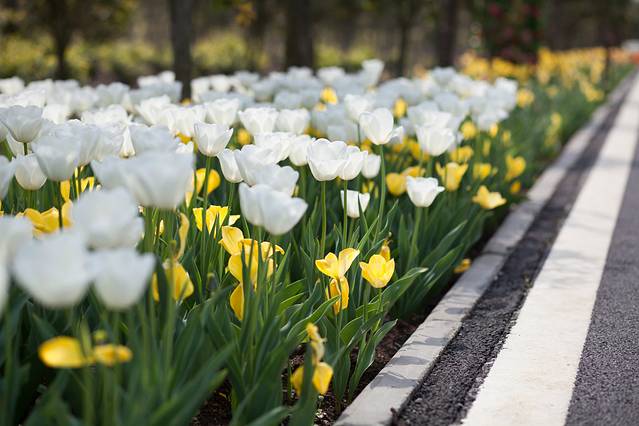 武汉农业集团郁金香主题公园