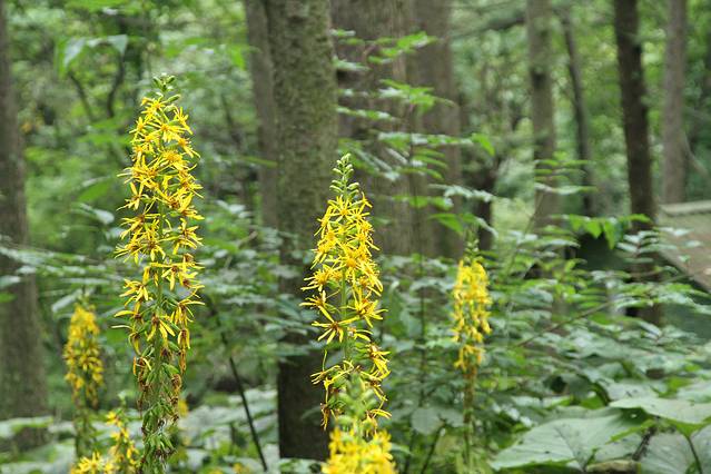 倾耳聆波澜,举目眺岖嵚——山水栾川