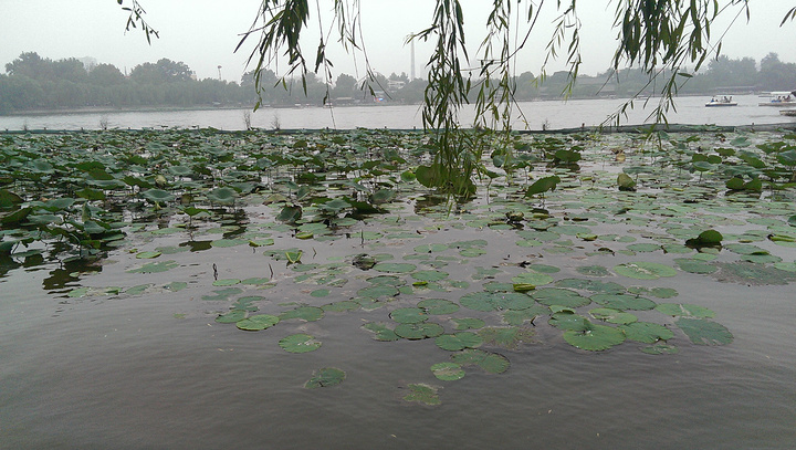 大明湖的夏雨荷_大明湖一年收入多少钱(3)