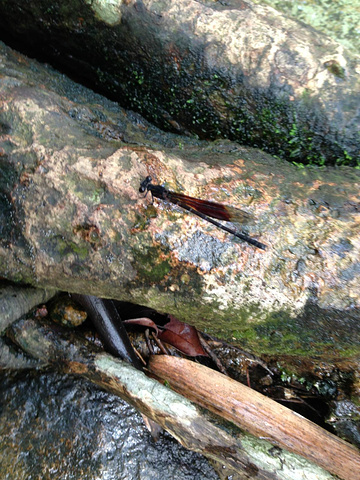 2017踏瀑戏水是走水路上山,很好玩!100分绝对