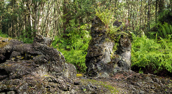 州立熔岩树公园