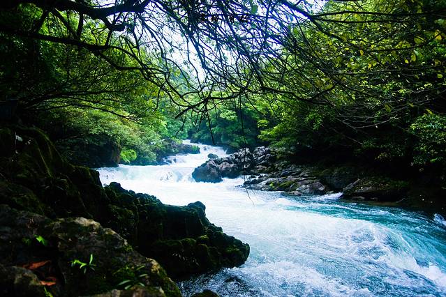 茂兰喀斯特森林