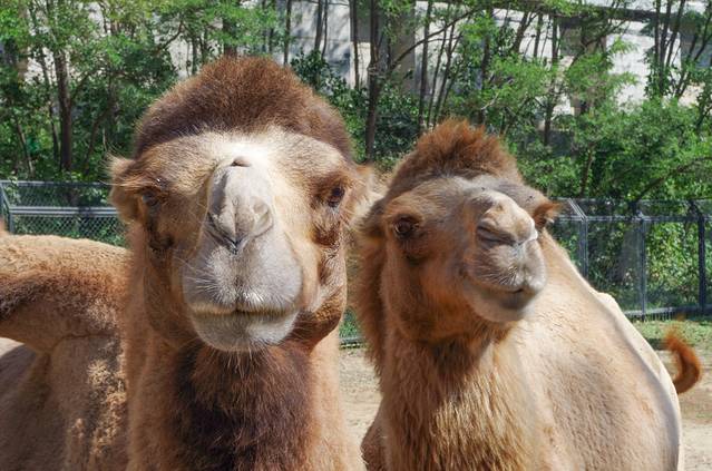 大连森林动物园