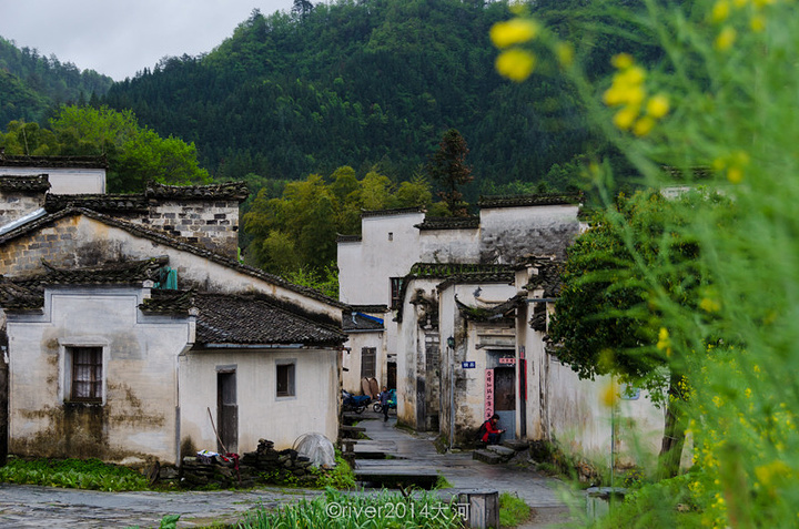 一株绿树出墙来墙外的风光更美好安徽的古村基本上都位于山间环境非常