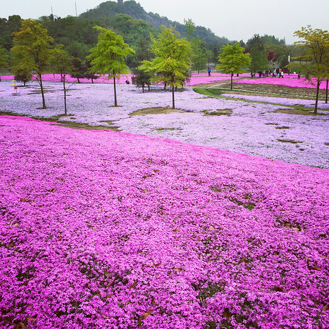 "植物园里面很大，建议游玩时间半天到一天。辰山植物园成人门票是60块，学生票30块，6岁及1_上海辰山植物园"的评论图片