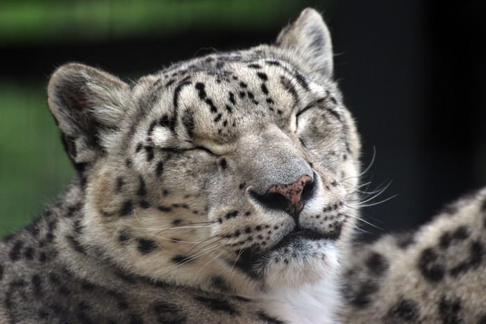札幌市圆山动物园