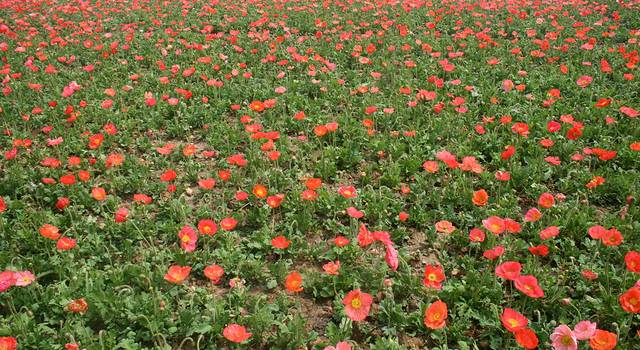 衲田花海美如画,大美宿迁欢迎你