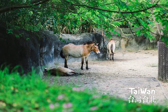 台北市立动物园