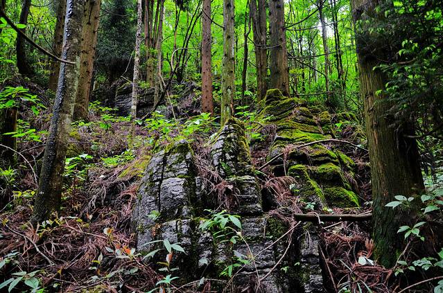 恩施坪坝营国家森林公园景区