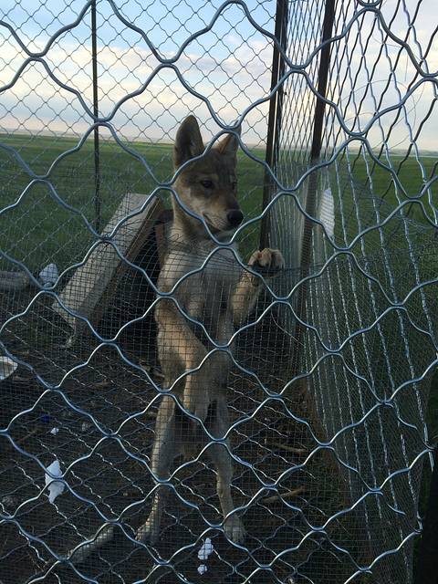 要去看小狼喽,虽然它只有三个月,但狼生性凶残,还是会把它关在笼子里.