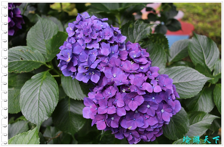 2017清境农场是很多人必推的景点,亲身来过之