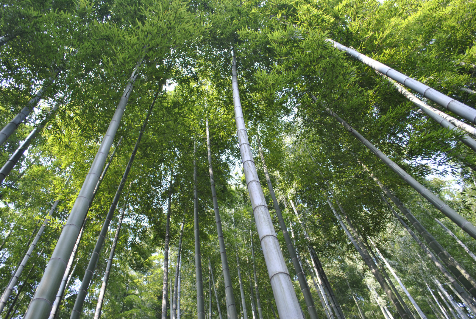 2024中国大竹海游玩攻略,没必要特别来此游玩,因为在...【去哪儿攻略】