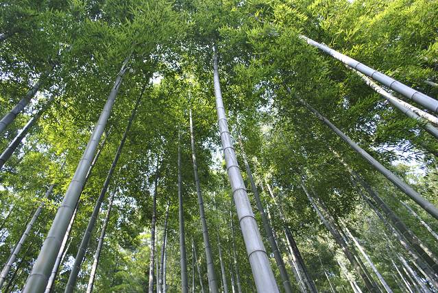 中国大竹海景区