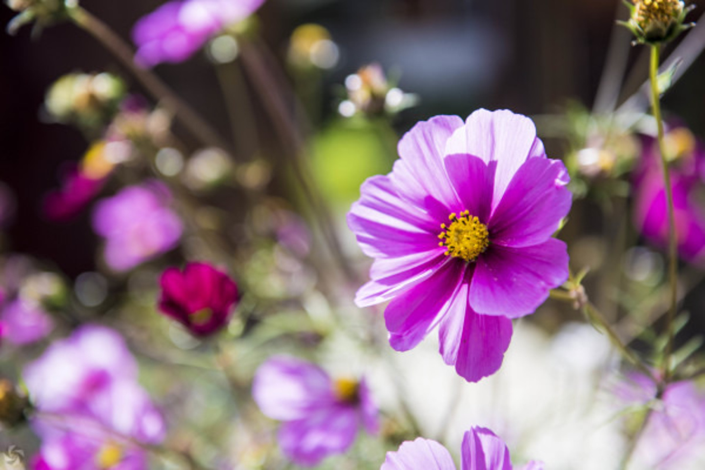 丽江旅程是一部电影，我体会了低谷，迎来了