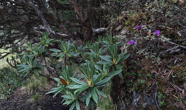 九十九龙潭景区