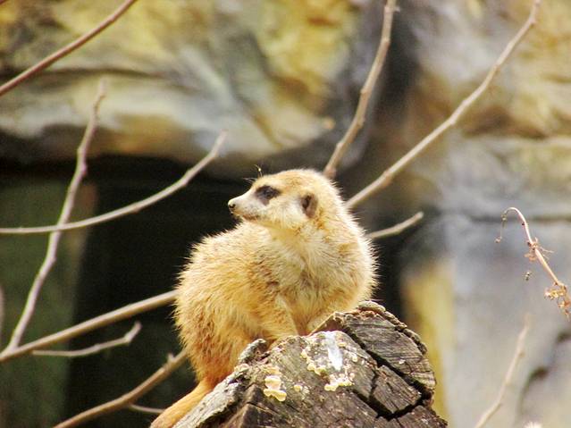 红山森林动物园
