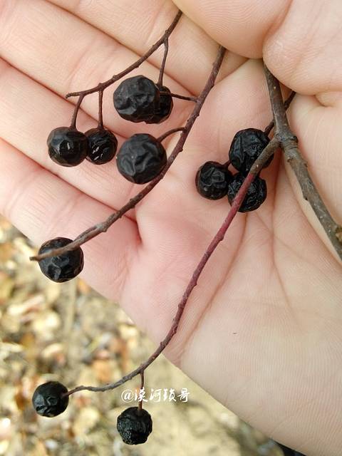 继续前行,这个叫臭李子,说是对胃好,我们几个小伙伴就这样张开大嘴,吃