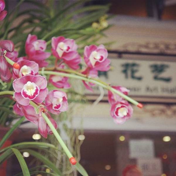 2019荷兰花卉小镇门票,深圳荷兰花卉小镇游玩