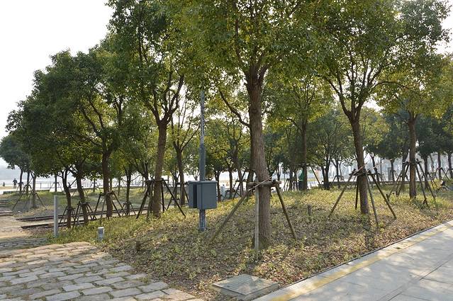 徐汇滨江绿地