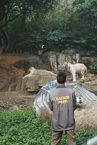 2017可以做到非常紧凑充实_长隆野生动物世界评论