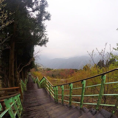 21清境农场里的樱花步道 柳杉步道 茶园步道 观山步道 步步高升步道等 可以感受台湾的高山风景 值得一去 清境农场 评论 去哪儿攻略