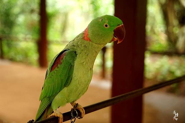 海南热带飞禽世界